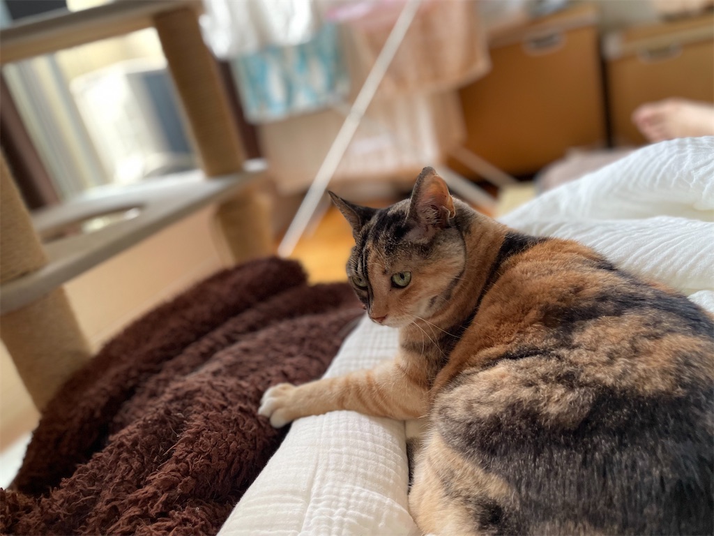 f:id:hiraryo0201:20220718130236j:image f:id:hiraryo0201:20220718130236j:image