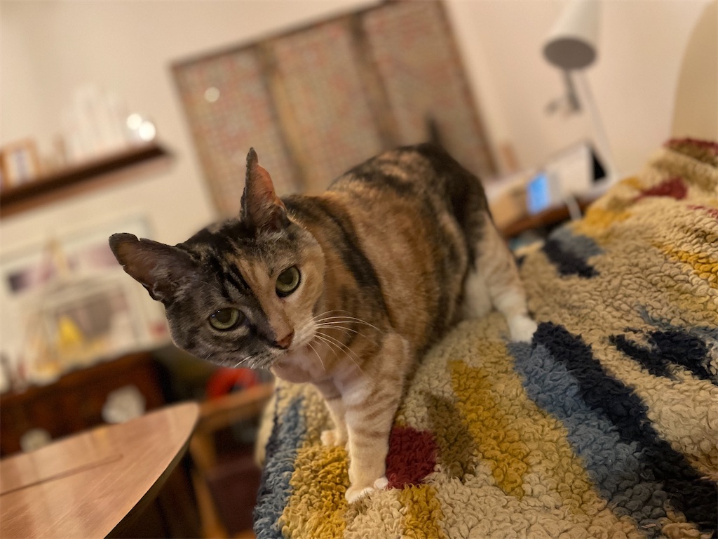 f:id:hiraryo0201:20220722123721j:image