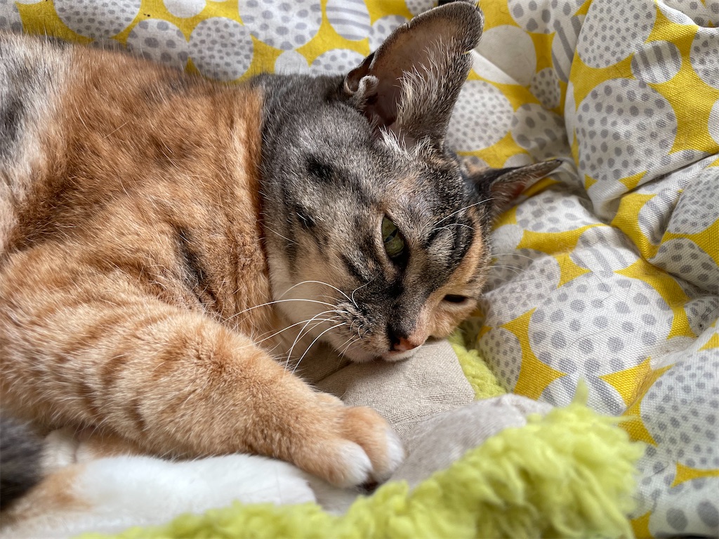 f:id:hiraryo0201:20220724132526j:image f:id:hiraryo0201:20220724132526j:image