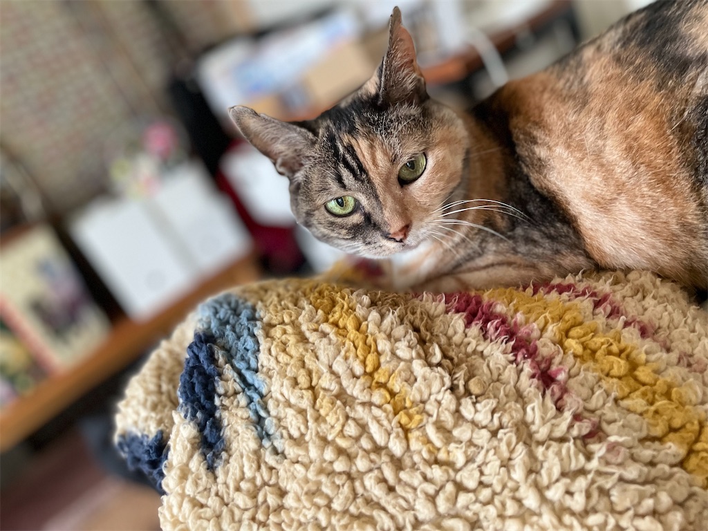 f:id:hiraryo0201:20220724132601j:image