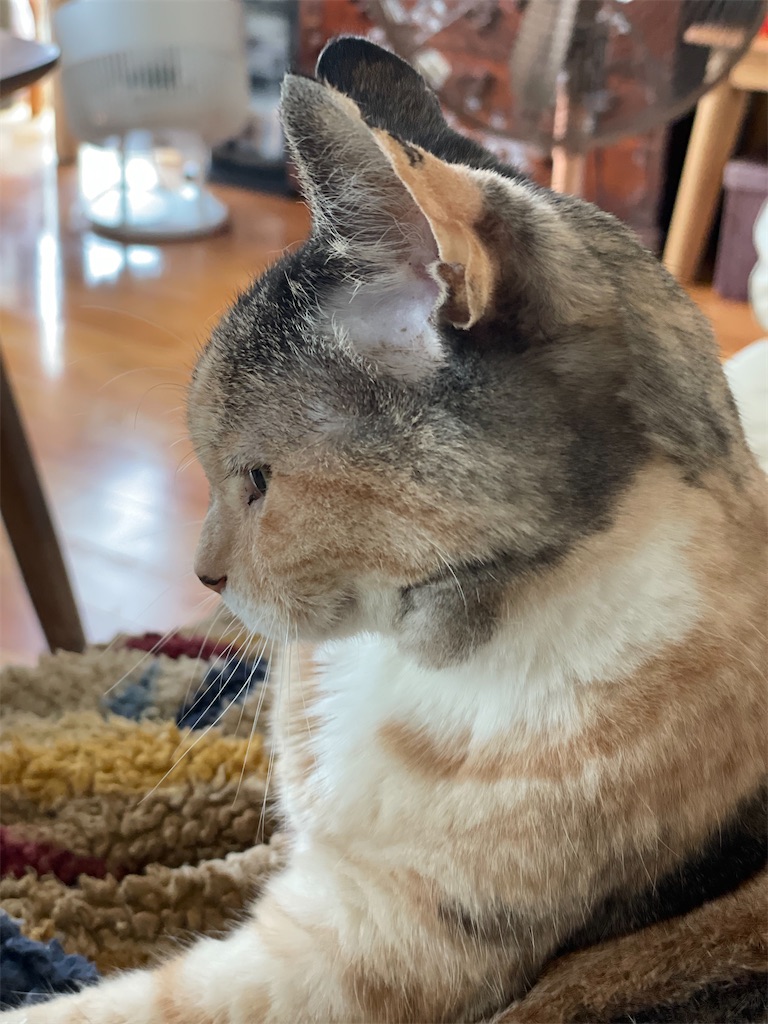 f:id:hiraryo0201:20220807105000j:image f:id:hiraryo0201:20220807105000j:image