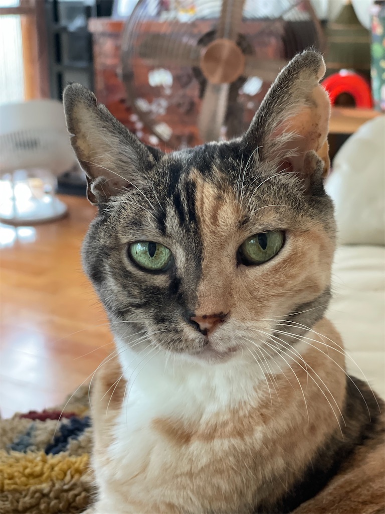 f:id:hiraryo0201:20220807105005j:image f:id:hiraryo0201:20220807105005j:image