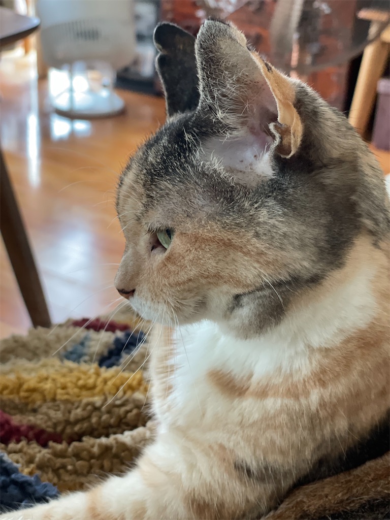 f:id:hiraryo0201:20220807105012j:image f:id:hiraryo0201:20220807105012j:image