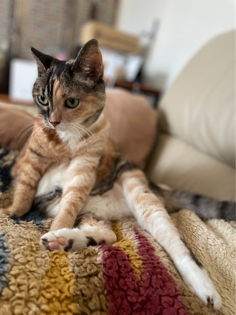 f:id:hiraryo0201:20220810202604j:image