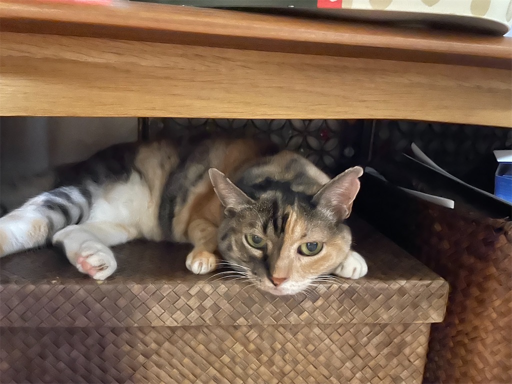 f:id:hiraryo0201:20220813211052j:image