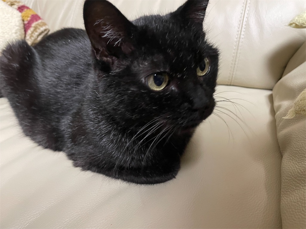 f:id:hiraryo0201:20220813211055j:image