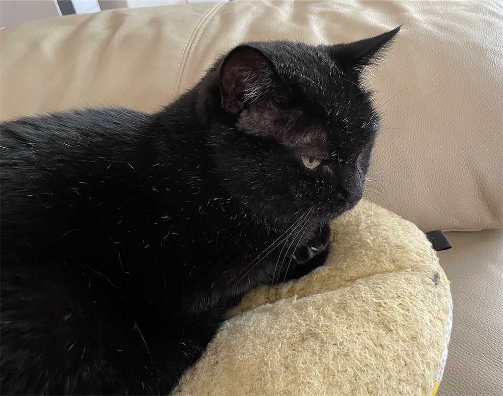 f:id:hiraryo0201:20220818081604j:image