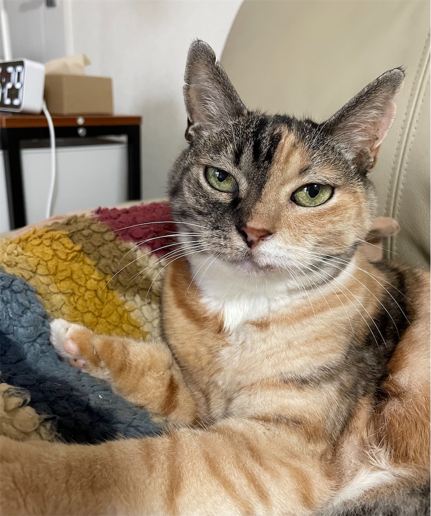 f:id:hiraryo0201:20220820062857j:image