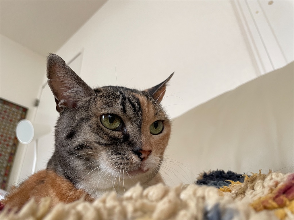 f:id:hiraryo0201:20220821162803j:image