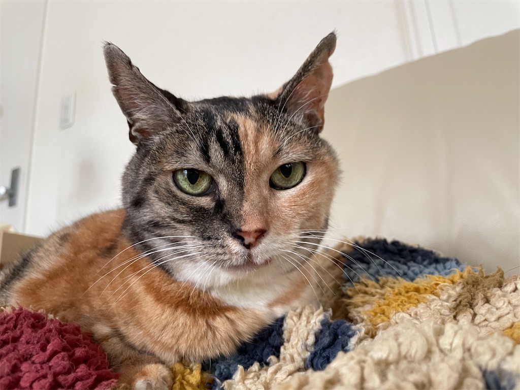 f:id:hiraryo0201:20220821162810j:image f:id:hiraryo0201:20220821162810j:image