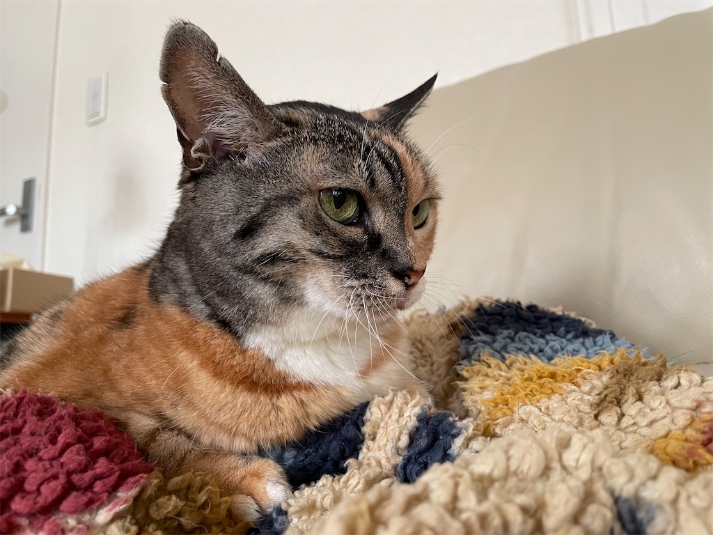 f:id:hiraryo0201:20220821162814j:image