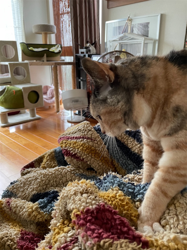 f:id:hiraryo0201:20220821162818j:image f:id:hiraryo0201:20220821162818j:image