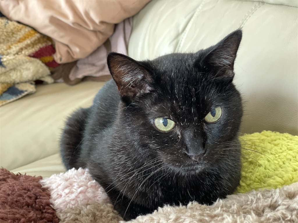 f:id:hiraryo0201:20220821191952j:image