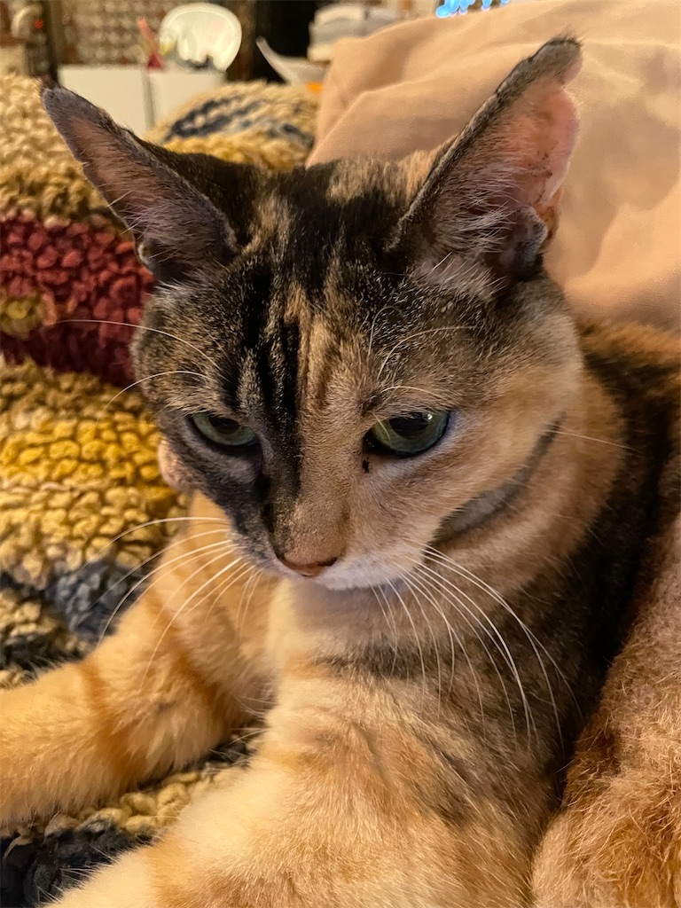 f:id:hiraryo0201:20220824202040j:image