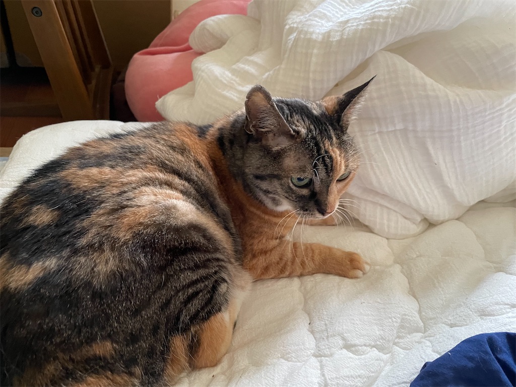 f:id:hiraryo0201:20220827084046j:image