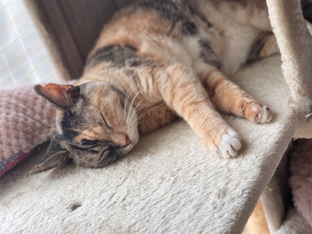 f:id:hiraryo0201:20220827091127j:image