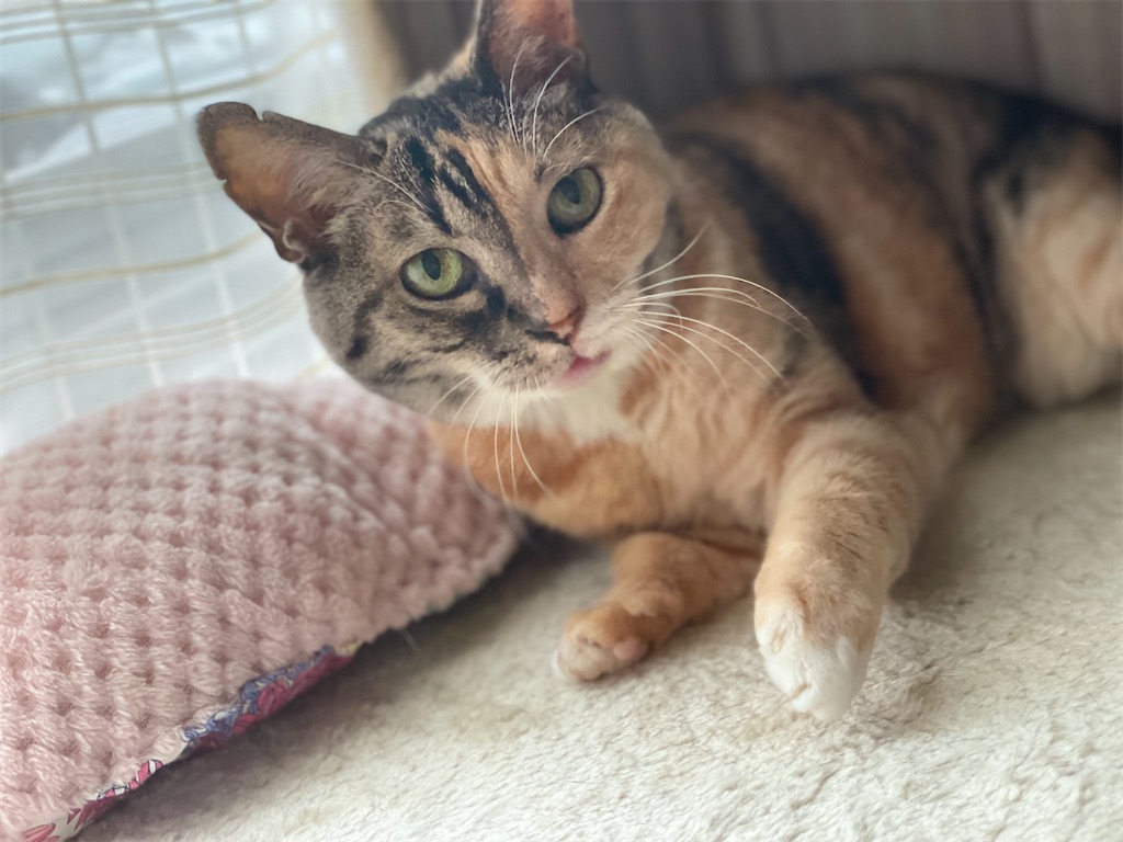 f:id:hiraryo0201:20220827091130j:image