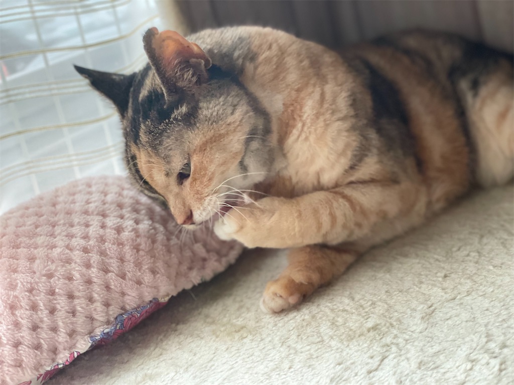 f:id:hiraryo0201:20220827091133j:image