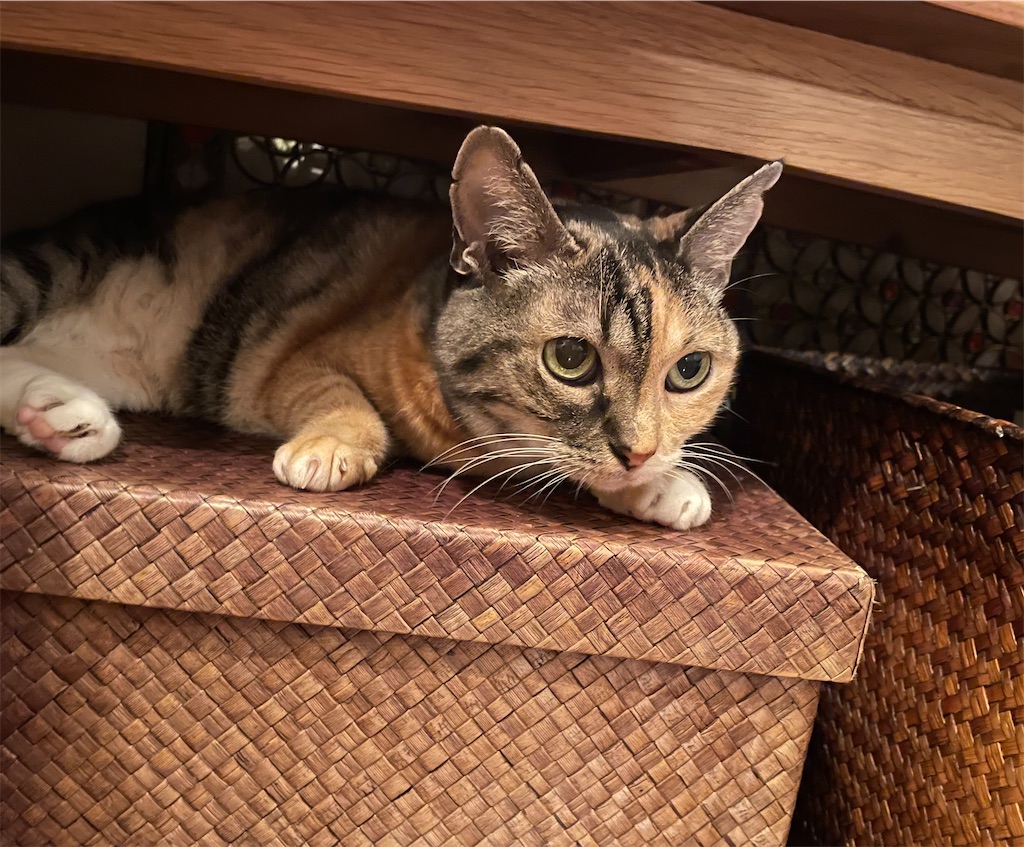 f:id:hiraryo0201:20220828083329j:image