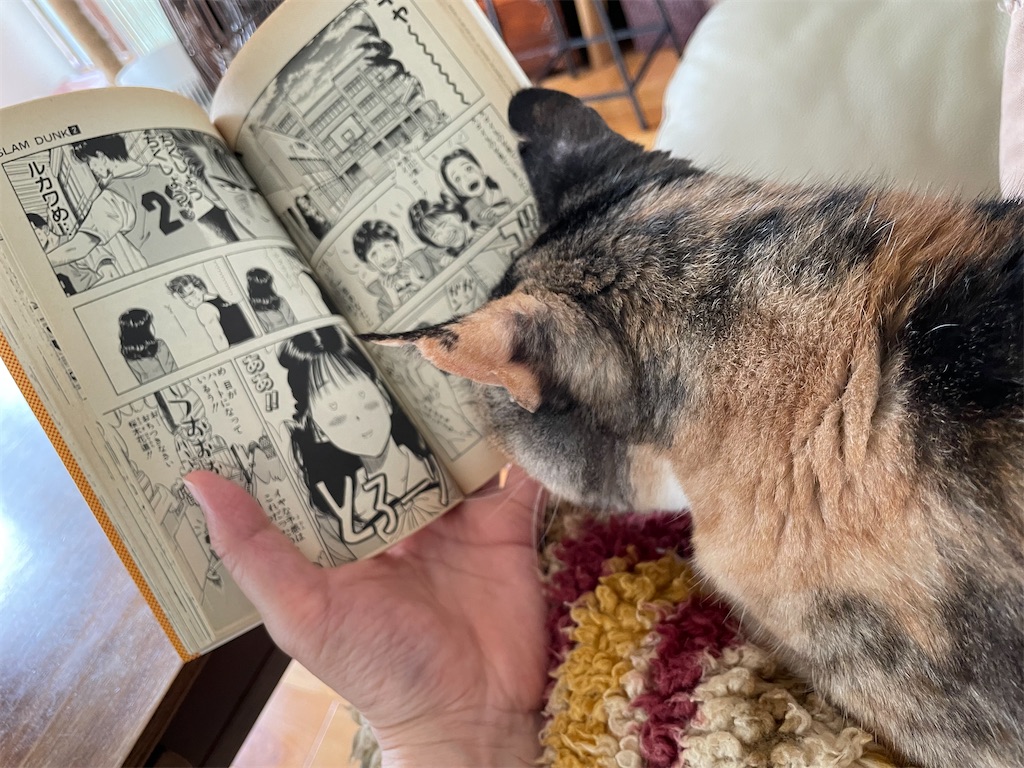 f:id:hiraryo0201:20220828091612j:image