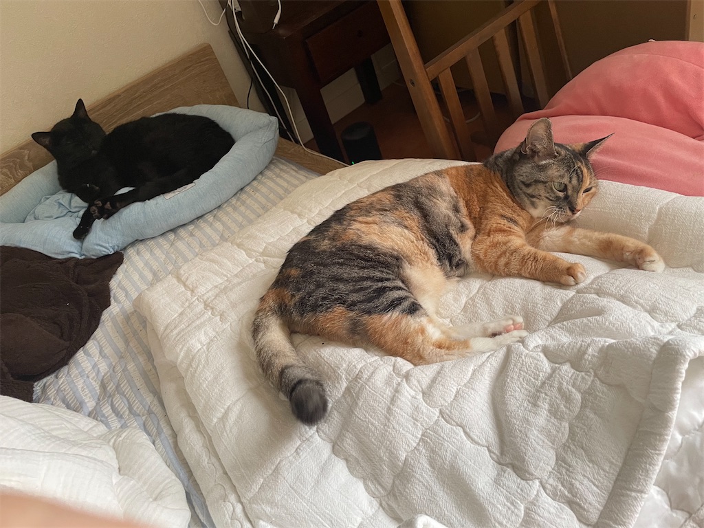 f:id:hiraryo0201:20220904083347j:image