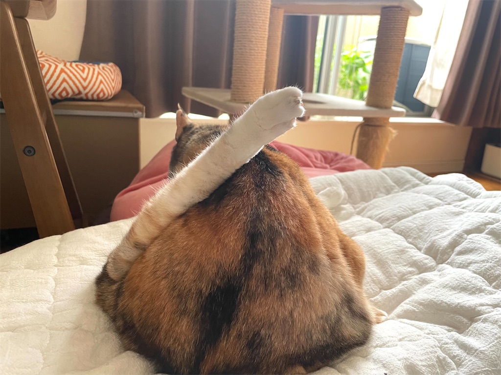 f:id:hiraryo0201:20220904083349j:image