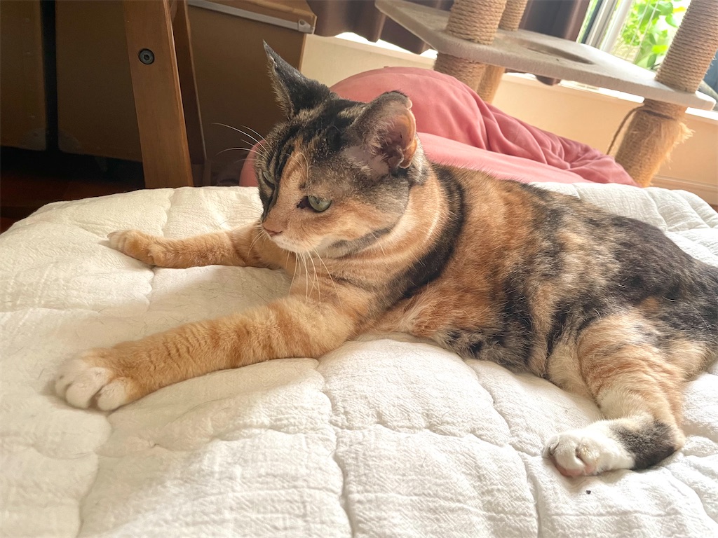 f:id:hiraryo0201:20220904083355j:image