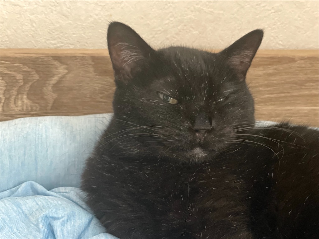 f:id:hiraryo0201:20220904083358j:image