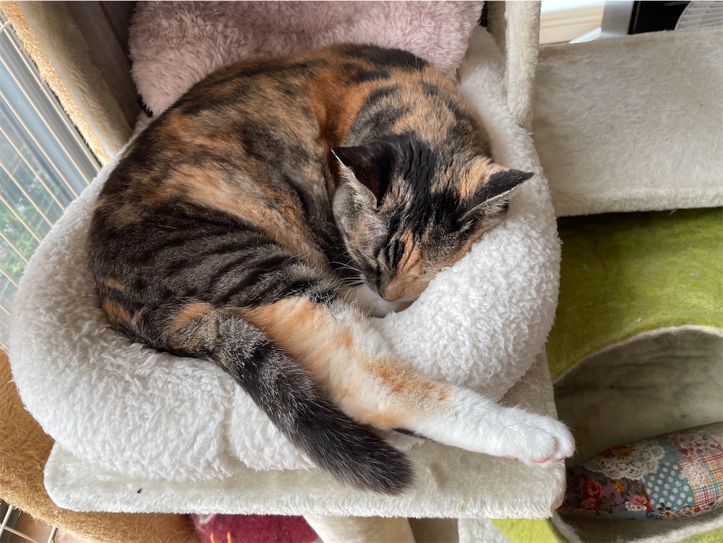 f:id:hiraryo0201:20220907220651j:image f:id:hiraryo0201:20220907220651j:image