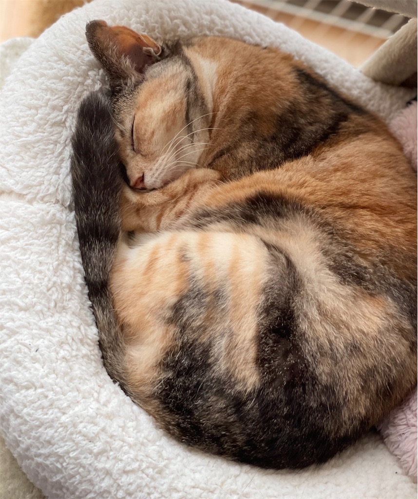 f:id:hiraryo0201:20220907220655j:image f:id:hiraryo0201:20220907220655j:image