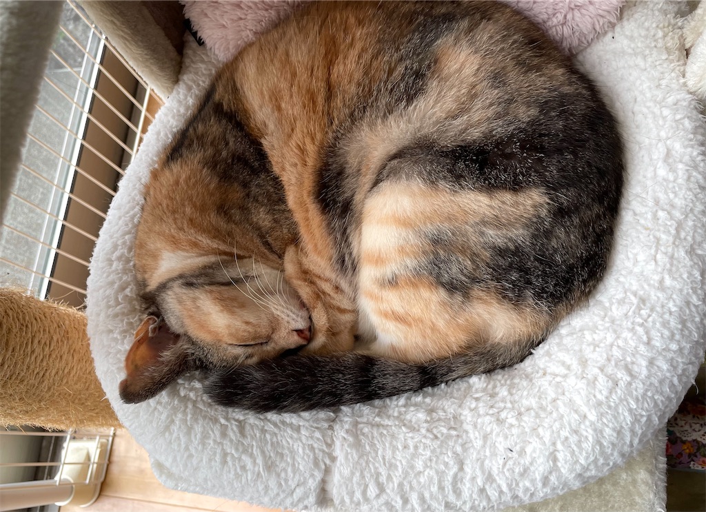 f:id:hiraryo0201:20220907220658j:image f:id:hiraryo0201:20220907220658j:image