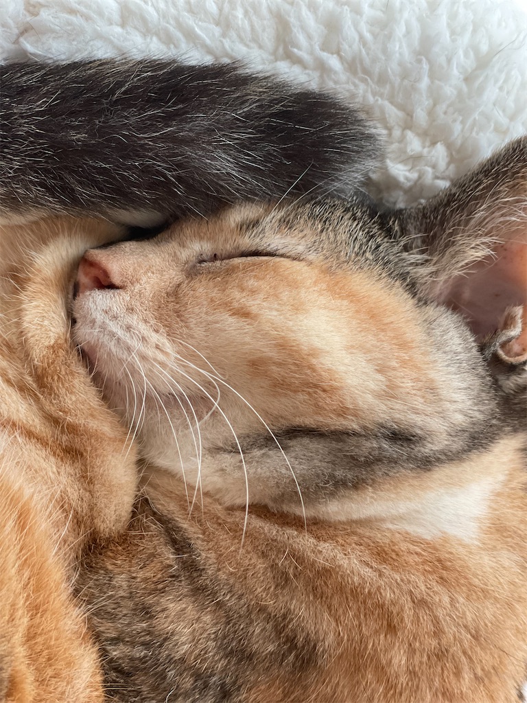 f:id:hiraryo0201:20220907220706j:image f:id:hiraryo0201:20220907220706j:image