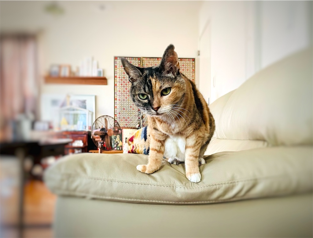 f:id:hiraryo0201:20220910180940j:image f:id:hiraryo0201:20220910180940j:image