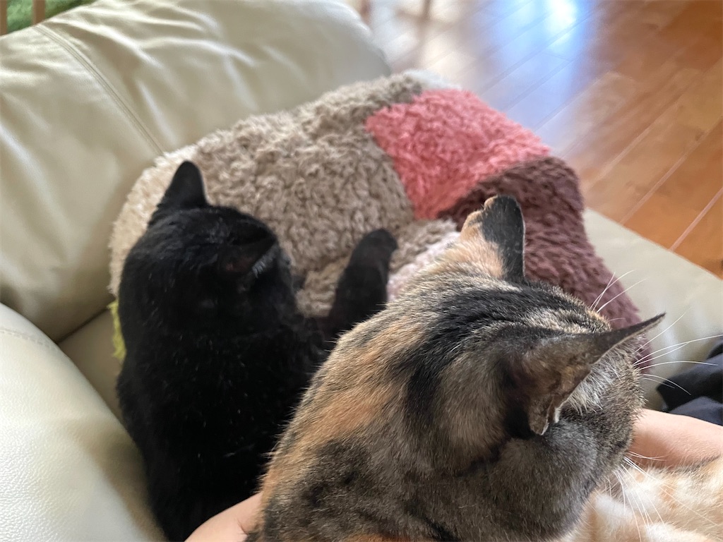 f:id:hiraryo0201:20220910181159j:image