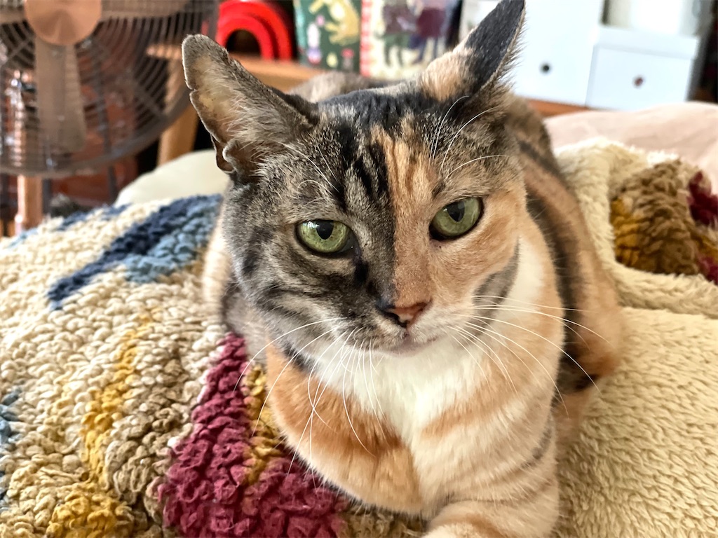 f:id:hiraryo0201:20220910181205j:image