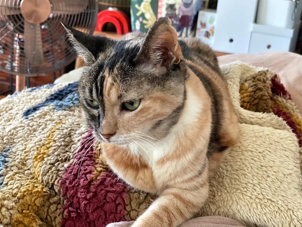 f:id:hiraryo0201:20220910181208j:image