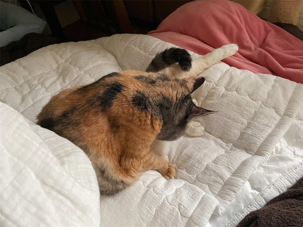 f:id:hiraryo0201:20220917080330j:image