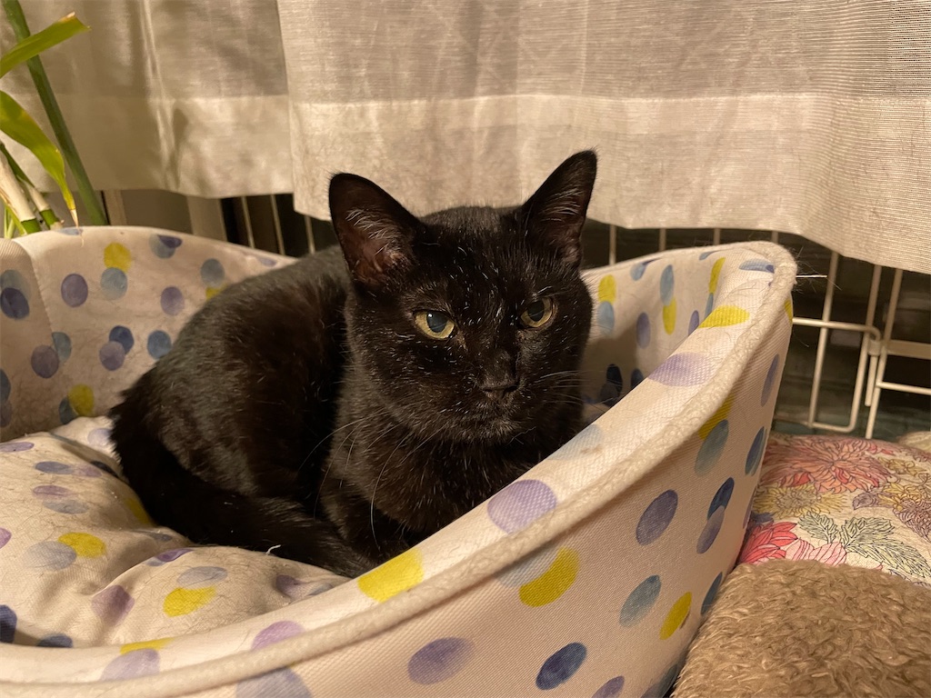 f:id:hiraryo0201:20220919075825j:image