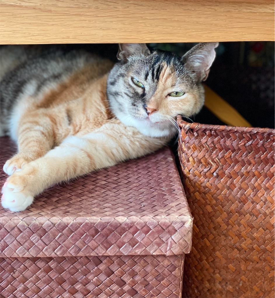 f:id:hiraryo0201:20221002175456j:image f:id:hiraryo0201:20221002175456j:image