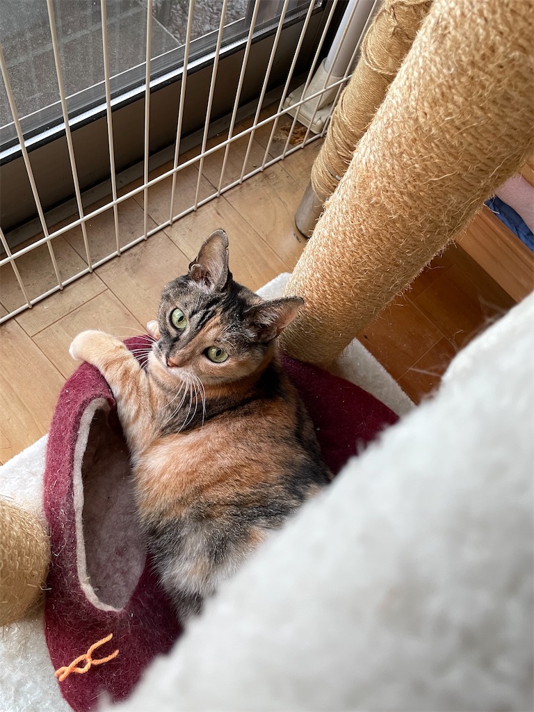 f:id:hiraryo0201:20221002175507j:image f:id:hiraryo0201:20221002175507j:image