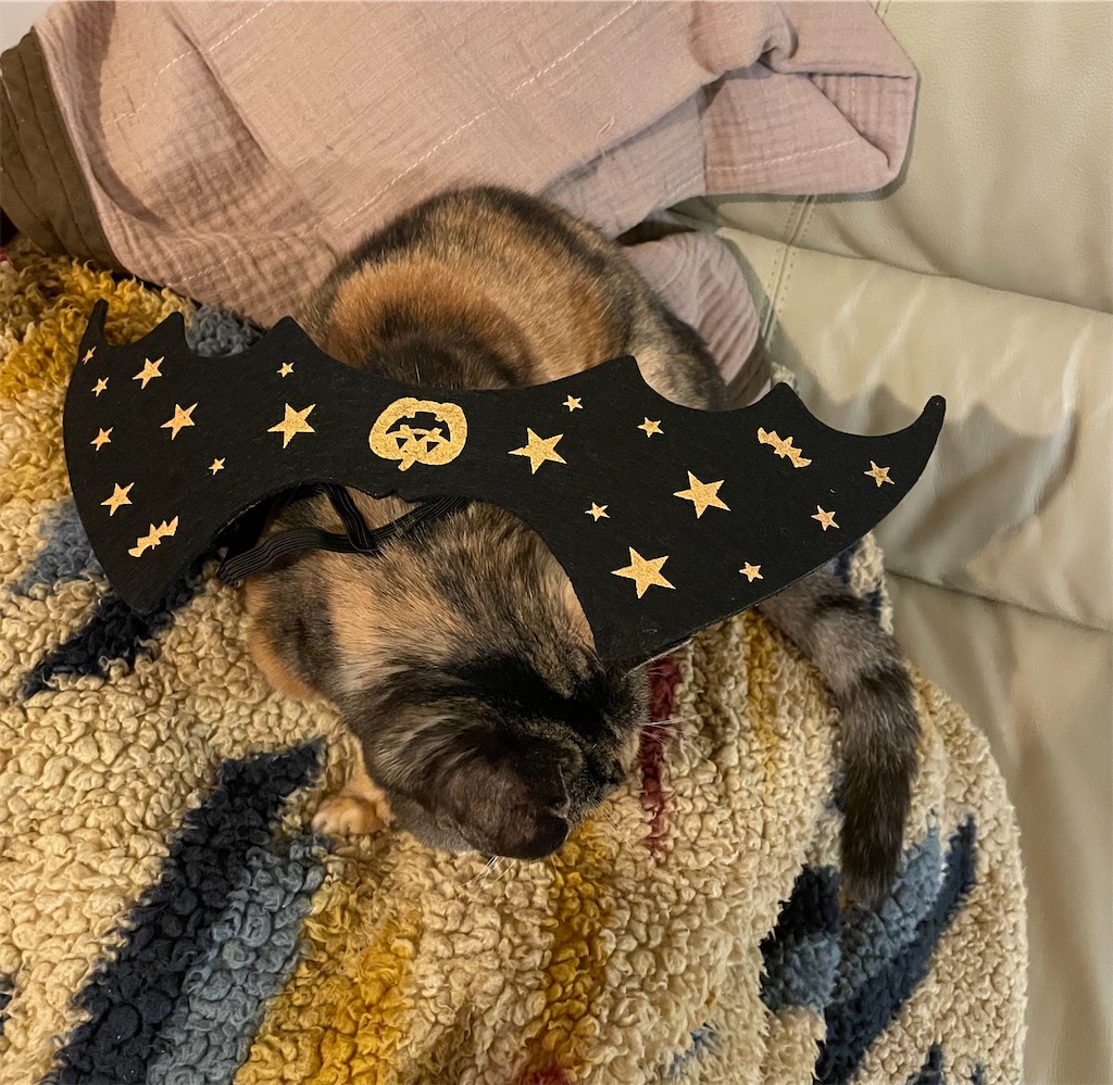 f:id:hiraryo0201:20221002175708j:image f:id:hiraryo0201:20221002175708j:image