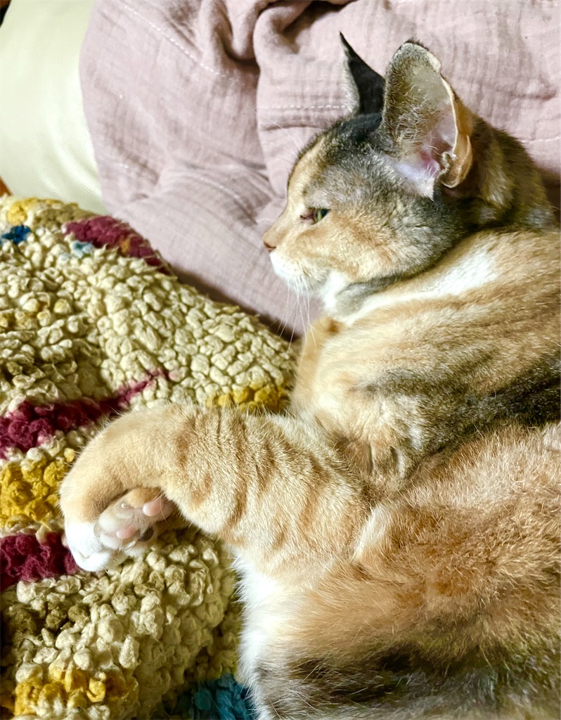 f:id:hiraryo0201:20221006201256j:image f:id:hiraryo0201:20221006201256j:image