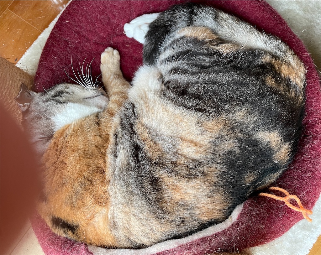 f:id:hiraryo0201:20221009055046j:image f:id:hiraryo0201:20221009055046j:image