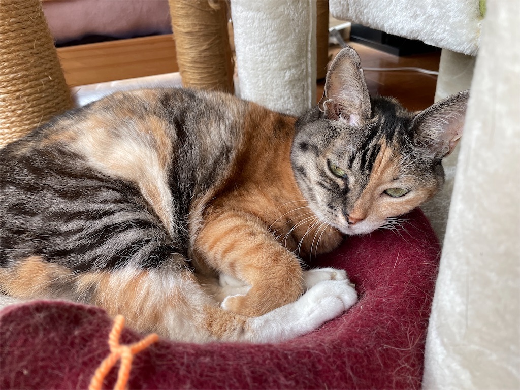 f:id:hiraryo0201:20221009055349j:image