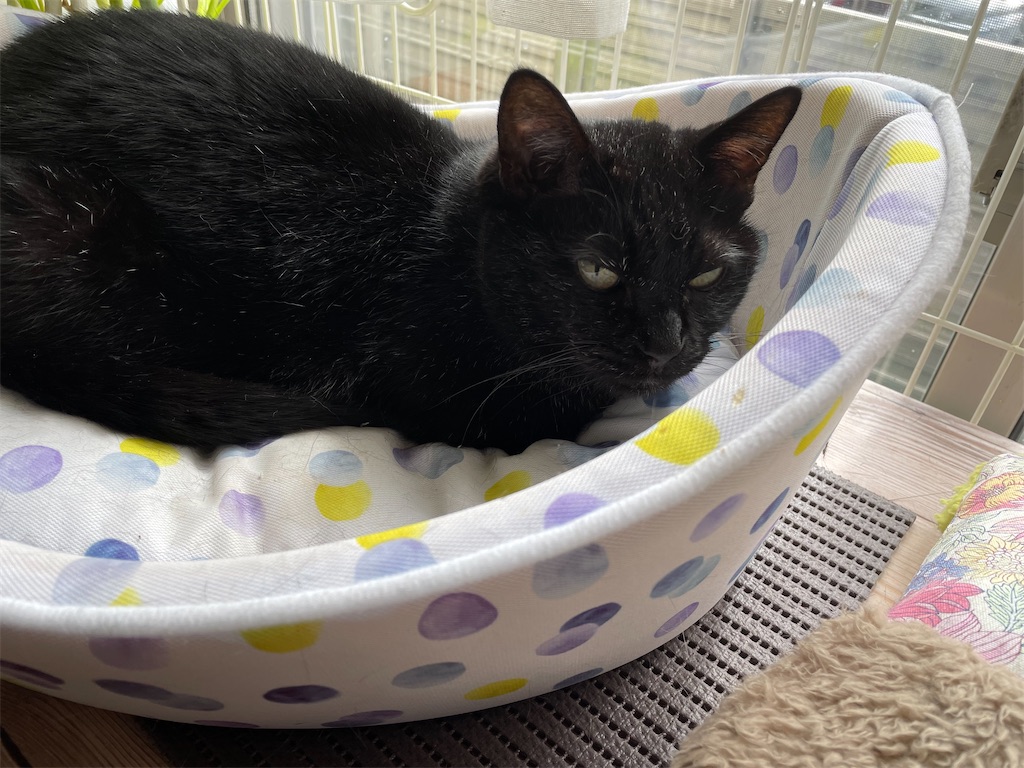 f:id:hiraryo0201:20221009112311j:image f:id:hiraryo0201:20221009112311j:image