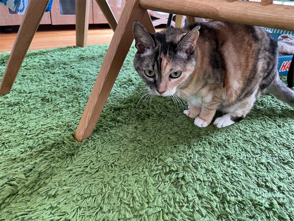 f:id:hiraryo0201:20221009112314j:image f:id:hiraryo0201:20221009112314j:image