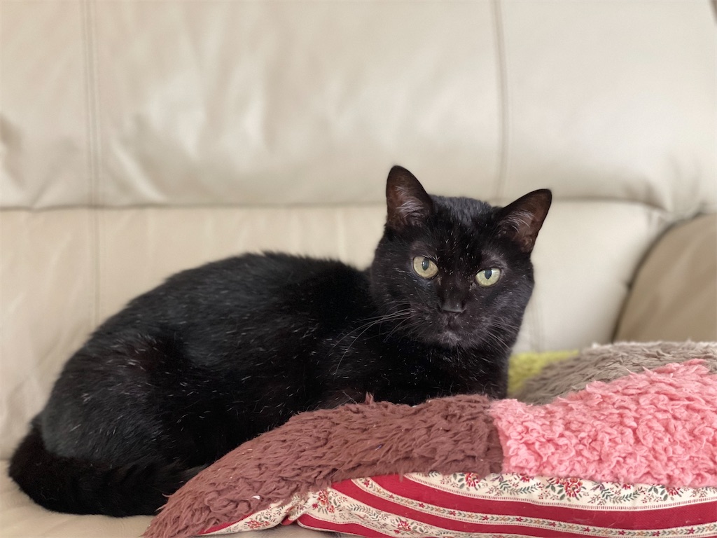 f:id:hiraryo0201:20221016093726j:image f:id:hiraryo0201:20221016093726j:image