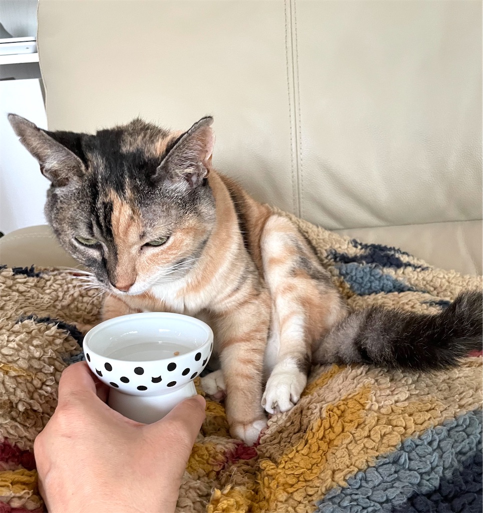 f:id:hiraryo0201:20221016093729j:image f:id:hiraryo0201:20221016093729j:image