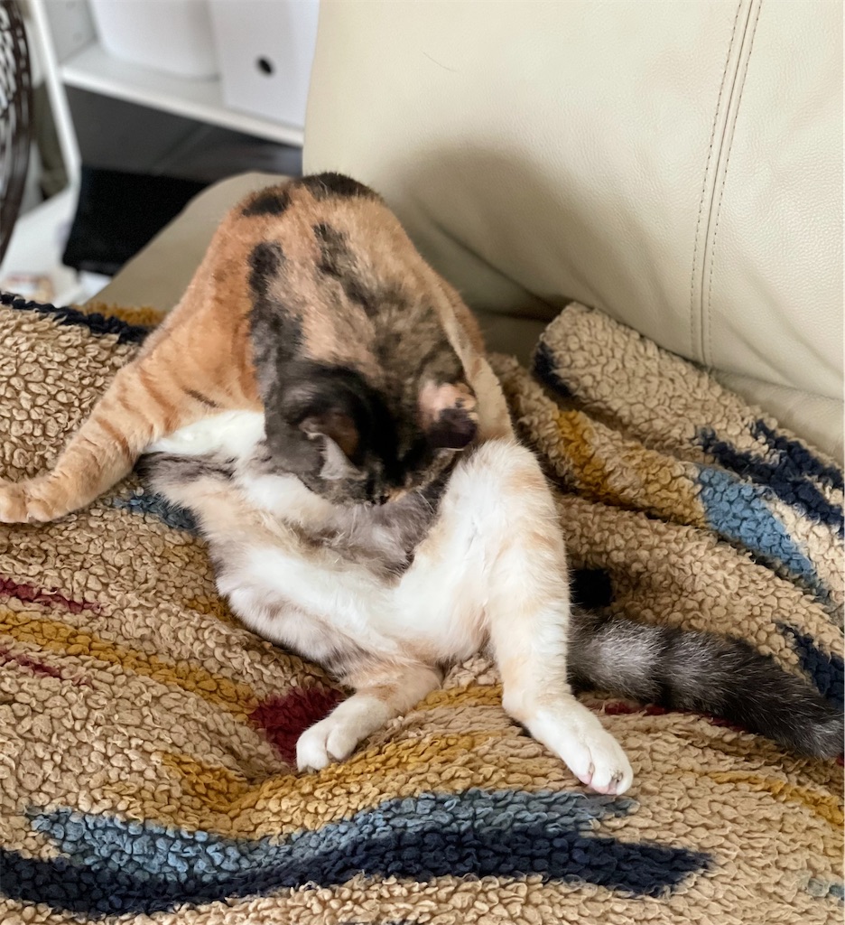 f:id:hiraryo0201:20221016093735j:image f:id:hiraryo0201:20221016093735j:image