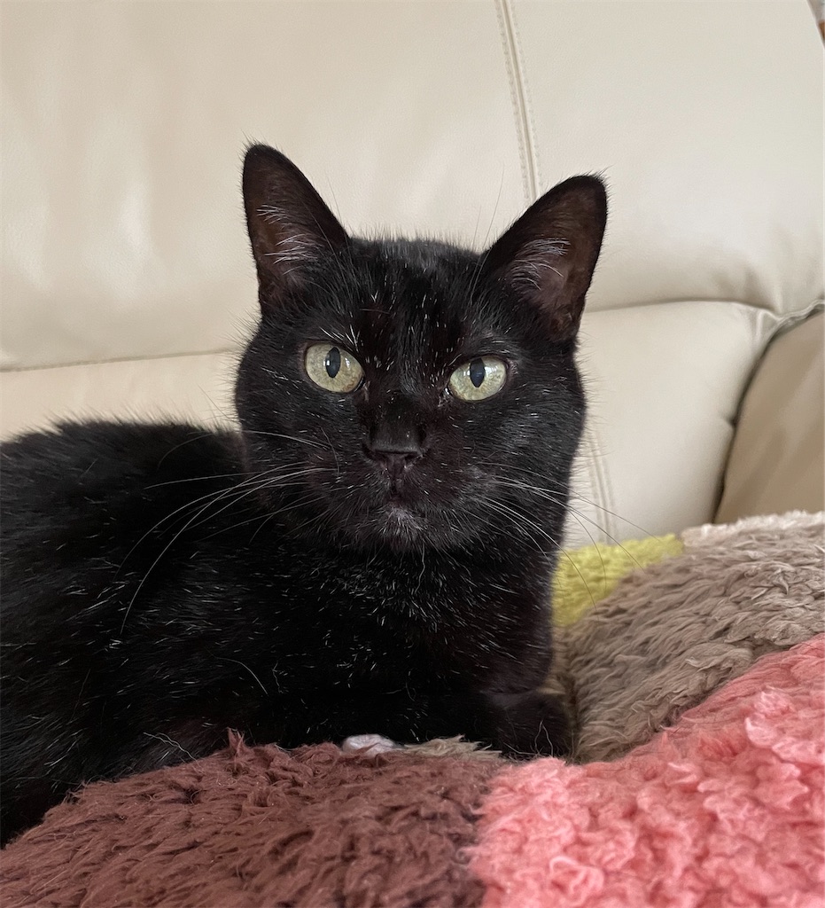 f:id:hiraryo0201:20221016093739j:image